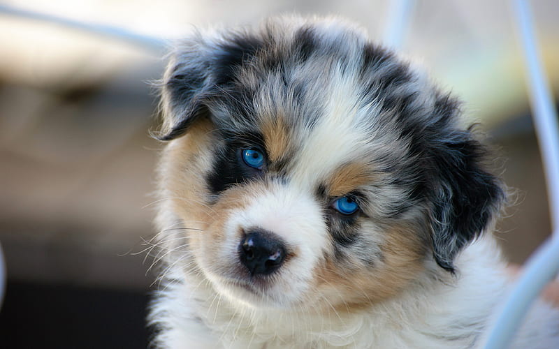 Australian Shepherd, puppy, cute animals, blue eyes, dogs, Aussie, HD wallpaper