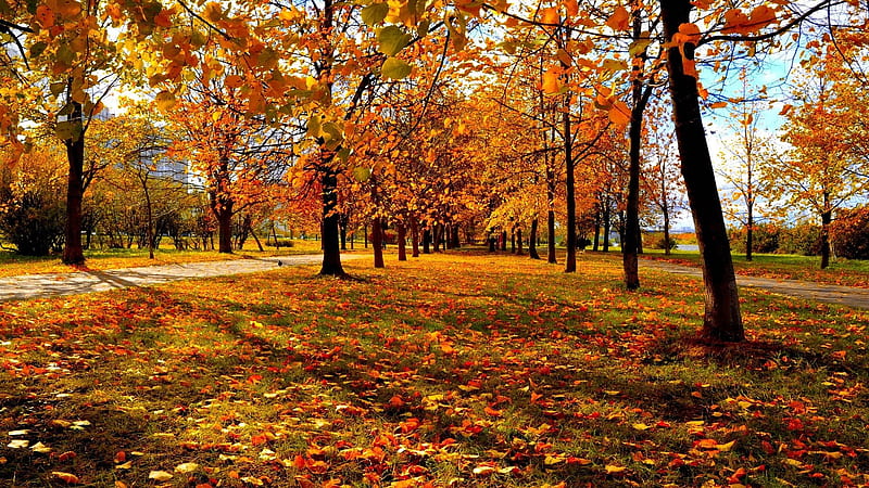 Beautiful Straight Line Yellow Autumn Fall Trees Park Nature, HD wallpaper