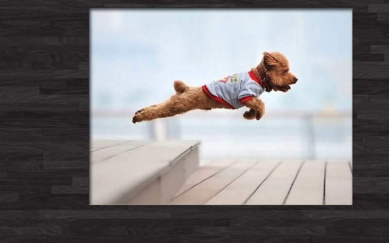 flying dog, omdave, matu, amit, ave, HD wallpaper