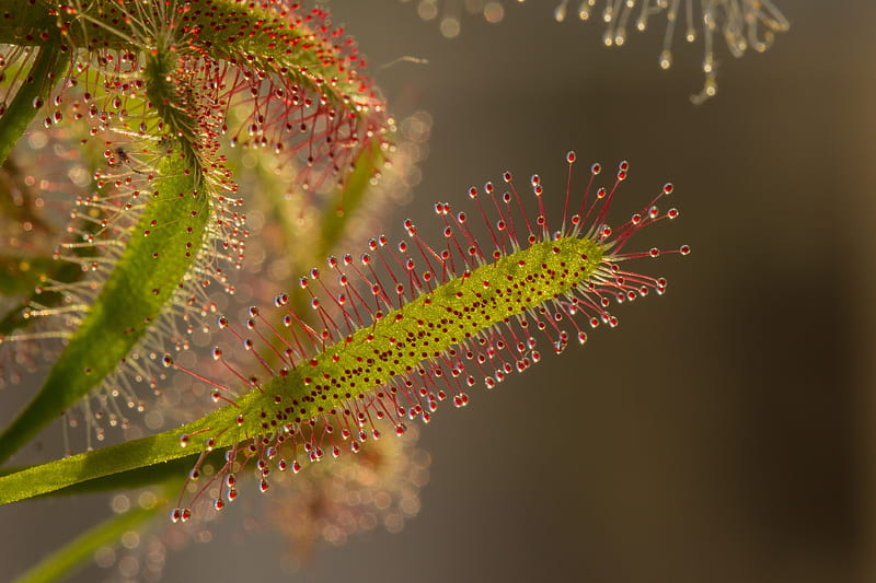Gardening: Hungering for the unusual? Consider carnivorous plants, HD wallpaper