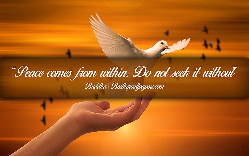 Peace comes from within Do not seek it without, Buddha, calligraphic text, quotes about Peace, Buddha quotes, inspiration, background with dove, HD wallpaper