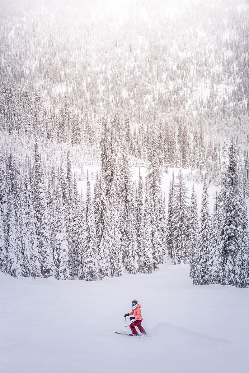 skier, snow, winter, trees, snowy, HD phone wallpaper