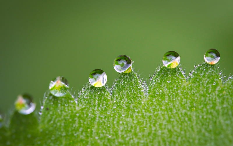 Water drops, water, green, drop, macro, dew, leaf, HD wallpaper