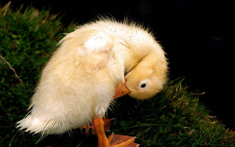 little yellow chick, cute, little, orange, fluffy, duckling, baby, sweet, HD wallpaper