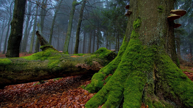 Mossy Forest, moss, nature, forests, trees, HD wallpaper