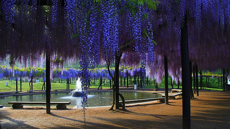 The beautiful wisteria, fountain, park, benches, wisteria, HD wallpaper