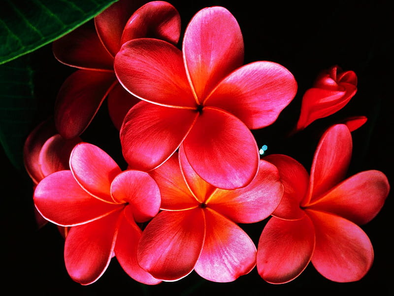 Faces of beauty, red, black background, bright, flowers, open, pink, HD wallpaper