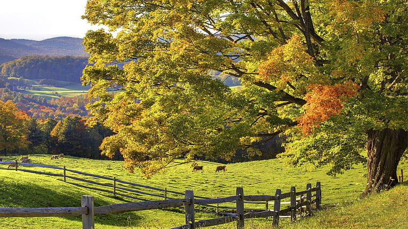 Farm Scenes, HD wallpaper Farm Scenes, HD wallpaper