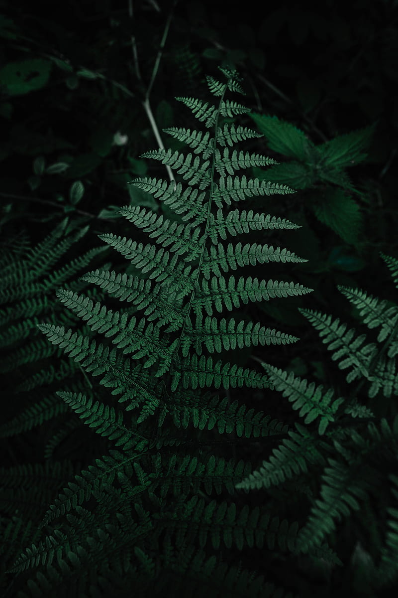 fern, leaves, green, carved, plant, HD phone wallpaper