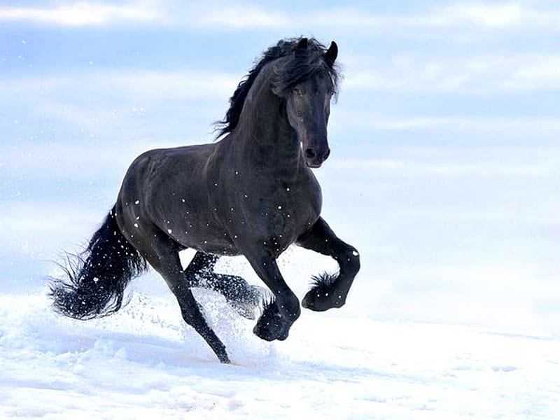 Black horse in the snow, snow, black, beauty, horse, winter, HD wallpaper