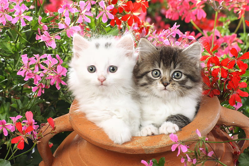 Cute Kittens là những chú mèo con cực kỳ đáng yêu và luôn mang lại những niềm vui trong cuộc sống. Hãy xem hình ảnh về những chú mèo con này và cảm nhận niềm đam mê và yêu thương của mình dành cho loài vật này.