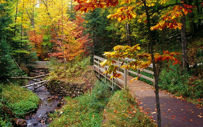 Munising Falls Trail, Michigan, forest, autumn, rock, grass, leaves, daylight, trail, day, nature, falls, HD wallpaper