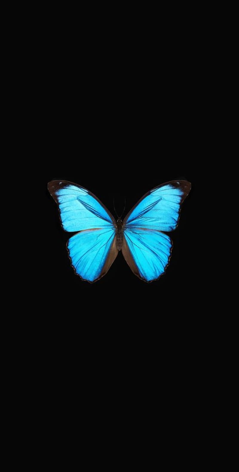 Butterfly, creditstotheowner, HD phone wallpaper | Peakpx