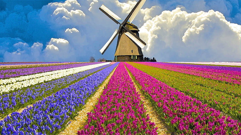 Total land in Farms,Netherland, windmill, flowers, farms, nature, clouds, field, HD wallpaper