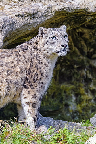 Irbis Snow Leopard Big Cat Predator Animal Hd Mobile Wallpaper Peakpx