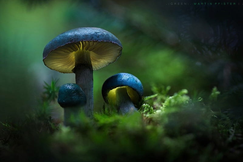 Mushrooms, forest, autumn, ground, colors, blue, HD wallpaper