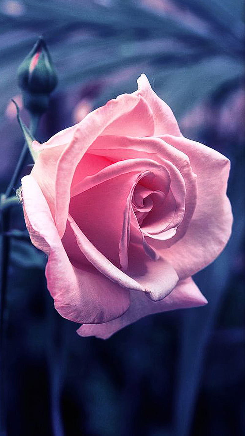 Rose | Pink Rose | Lovely Rose Wallpaper Download | MobCup