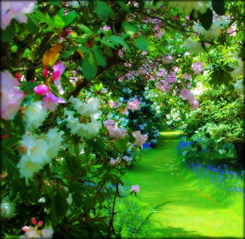 Did you see the White Rabbit disappear..., flowers, path, beauty, garden, nature, spring, HD wallpaper