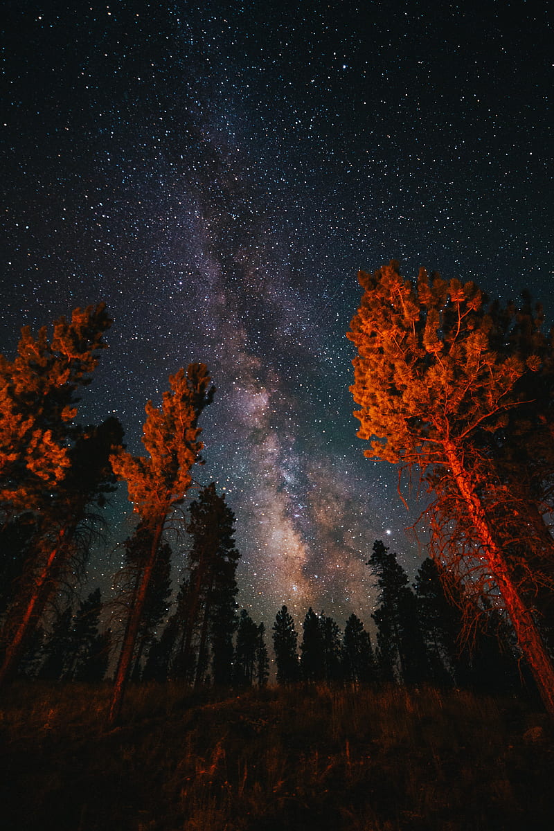 Trees, starry sky, night, nature, dark, HD phone wallpaper | Peakpx