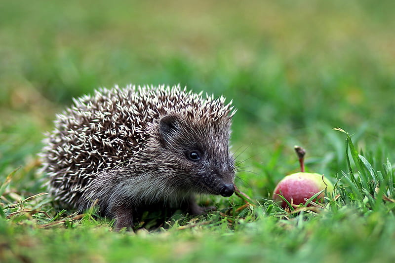 Hedgehog, fruit, apple, sea, green, grass, arici, animal, HD wallpaper