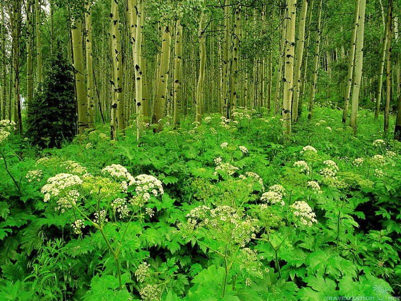 Green Birch Forest, birch, nature, forests, green, HD wallpaper