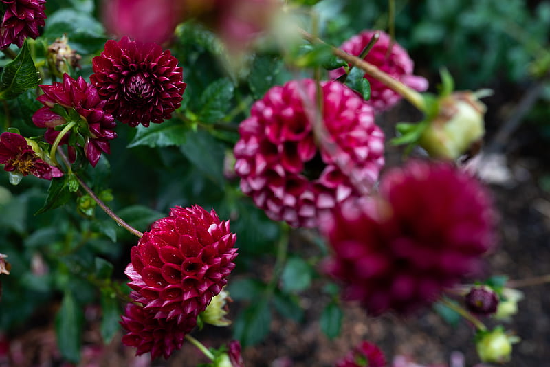 red flower in tilt shift lens, HD wallpaper