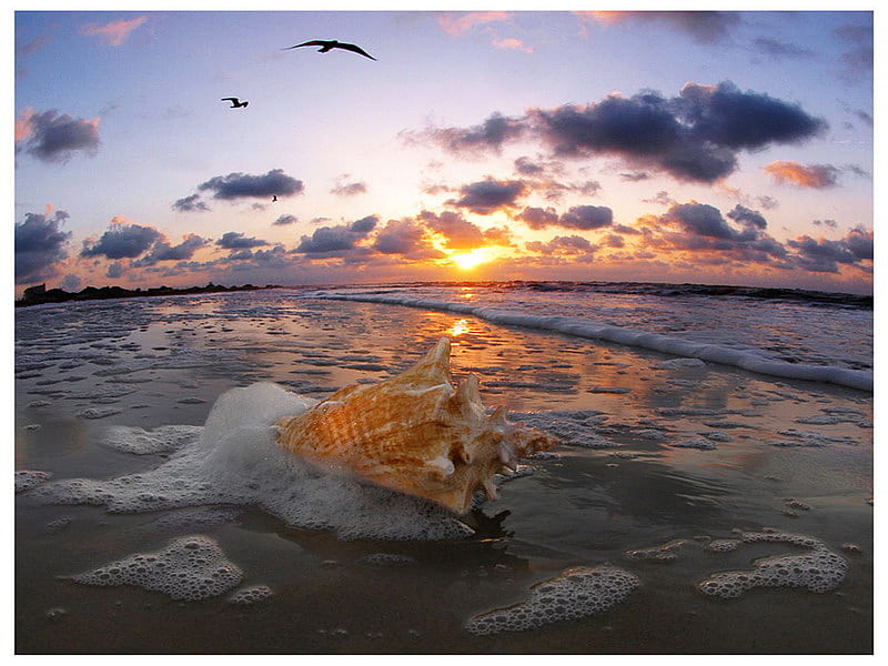 conch shell, beach, sunset, sand, shell, HD wallpaper