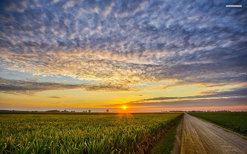 corn field, corn, sunset, road, field, HD wallpaper