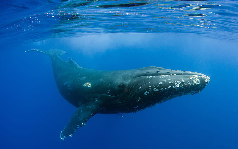 Humpback whale, marine mammal, underwater world, ocean, under water, large whale, HD wallpaper