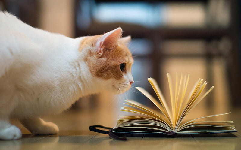 Con mèo đáng yêu đang đọc sách rất cẩn thận, hình ảnh xứng đáng để xem. Hãy tìm hiểu các sở thích của con mèo thông minh này!