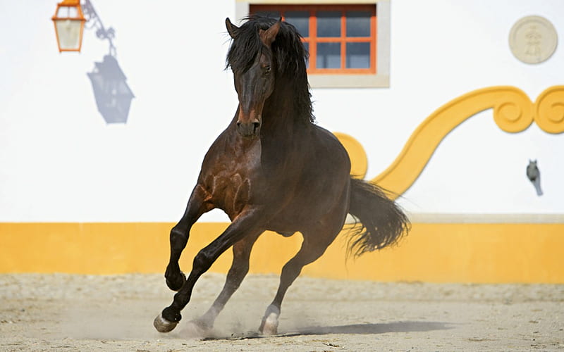 Try To Catch Me!, brown, andalusian, horses, spanish, HD wallpaper