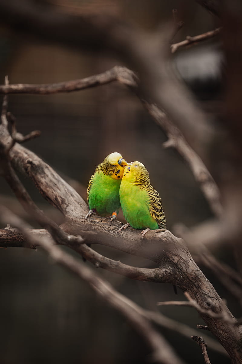 budgies, parrots, birds, branches, kiss, HD phone wallpaper