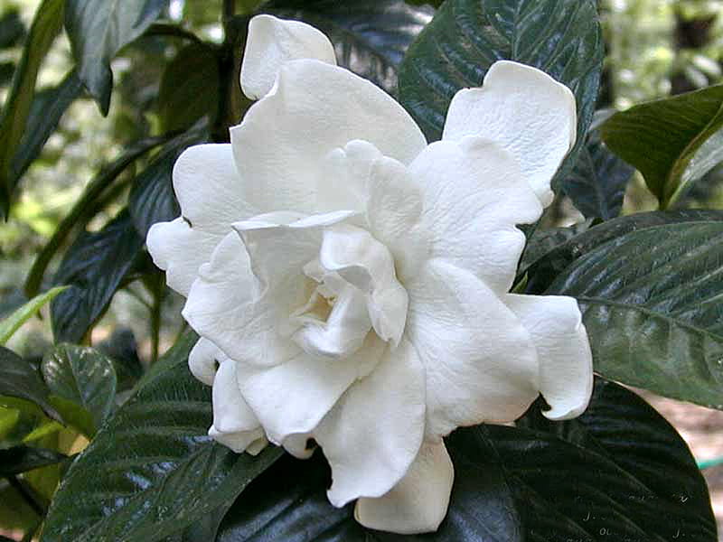 White Gardenia F, graphy, fragrant, flower, gardenia, nature, floral, HD wallpaper