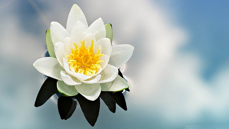 white water lily-flowers, HD wallpaper