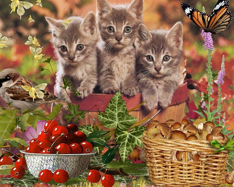 Autumn Cats, autumn, leaves, mushroom, cats, cherry, HD wallpaper