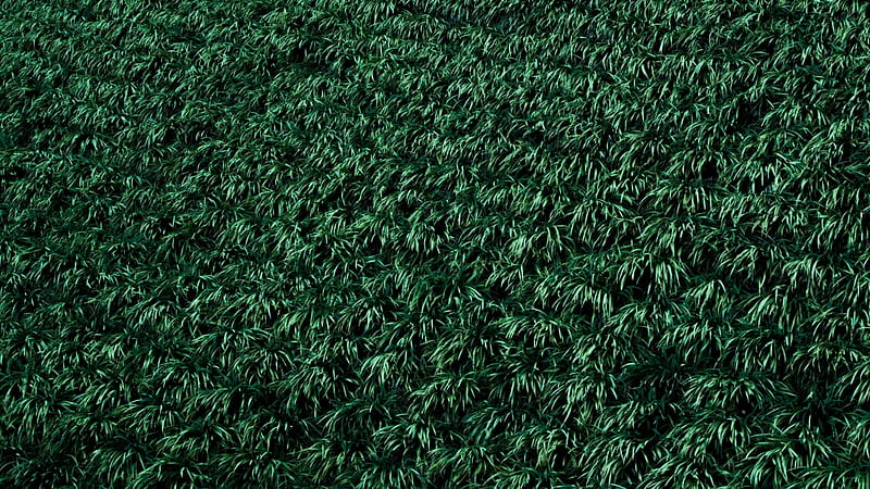 fresh lawn, lawn, blade, grass, plant, HD wallpaper