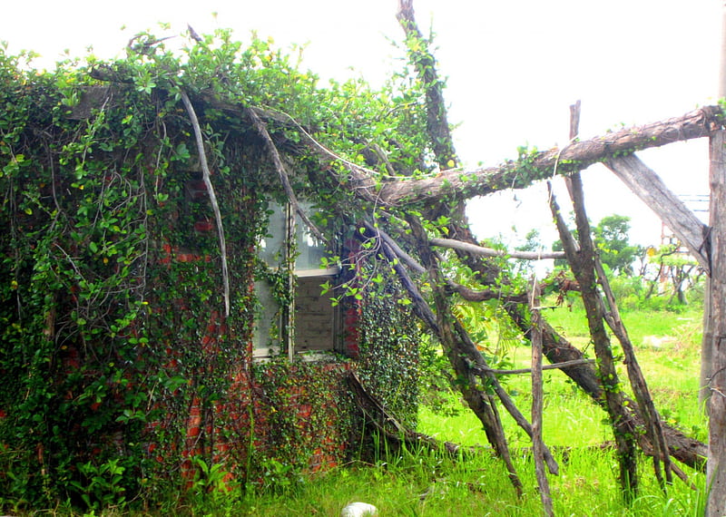 Abandoned house, house, wild grasses, scaffolding, vine climbing, abandoned, HD wallpaper