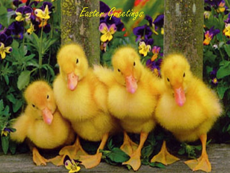 Easter Greetings;)., ducks, yellow, spring, easter, joy, greetings, HD wallpaper
