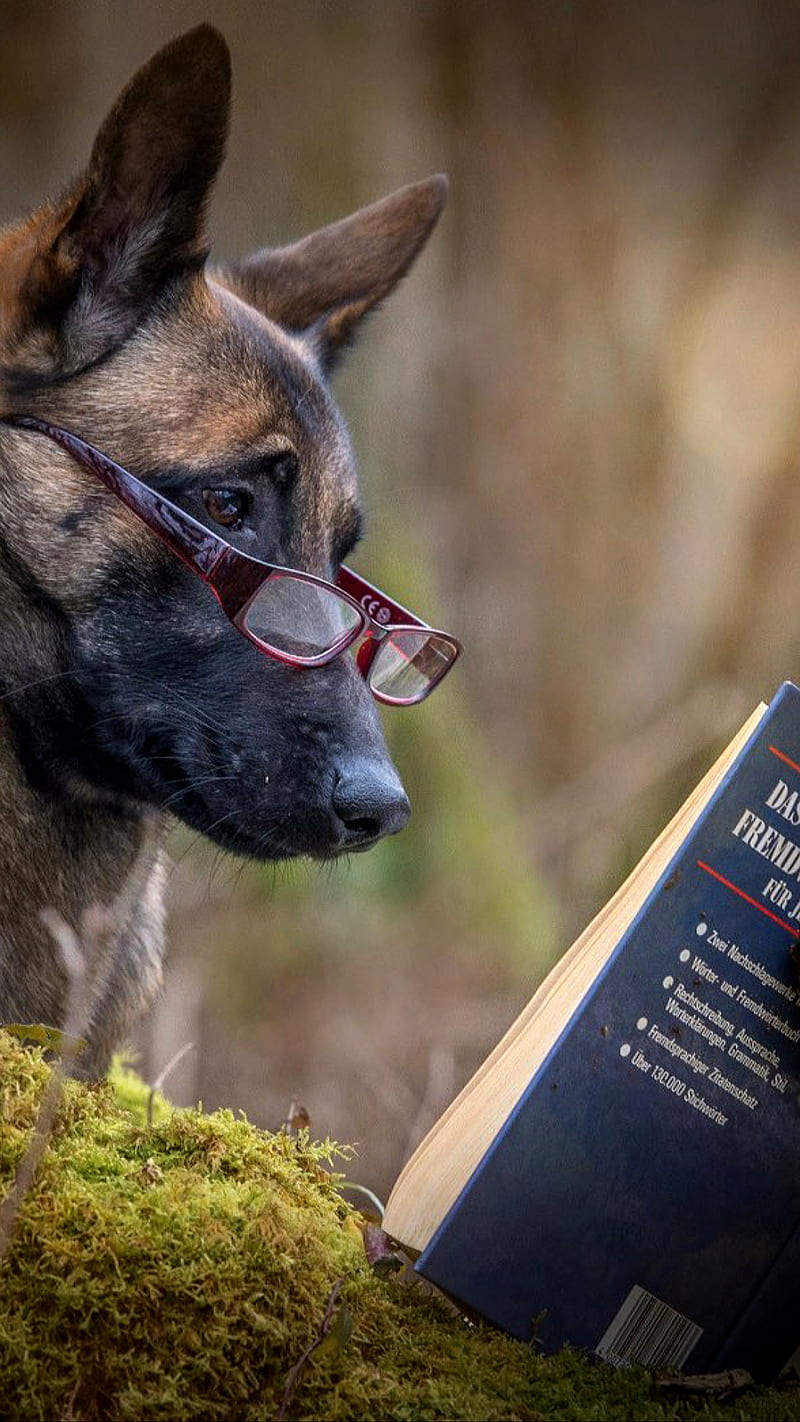 humor, animal, book, dog, eyeglasses, funny, reading, HD phone wallpaper
