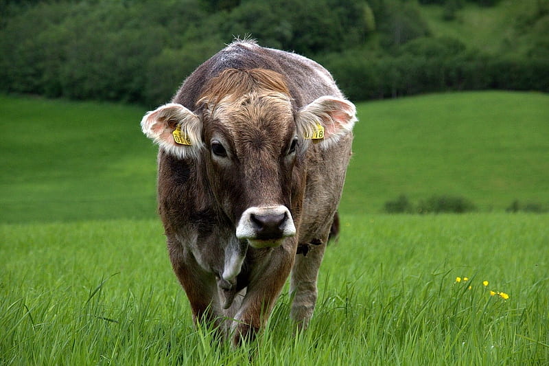 Hello Cow Lovers, Brown, field, Cow, Green Meadow, Looking-on, Grazing, HD wallpaper