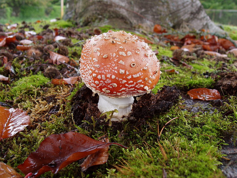 Autumn Mushroom, forest, fungus, mushroom, ground, smurf house, beauty, nature, toadstool, HD wallpaper