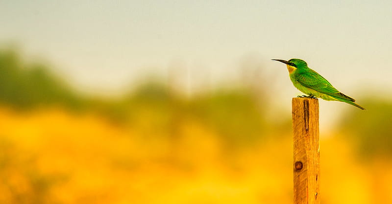 Birds, Bee-eater, Bird, HD wallpaper