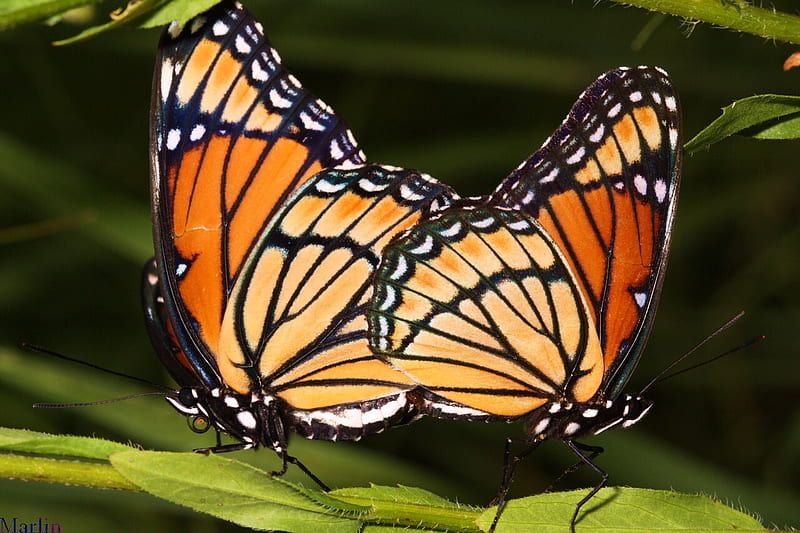 Pair of Viceroys, feeding, viceroys, leaves, orange, black, butterflies, white, pair, HD wallpaper