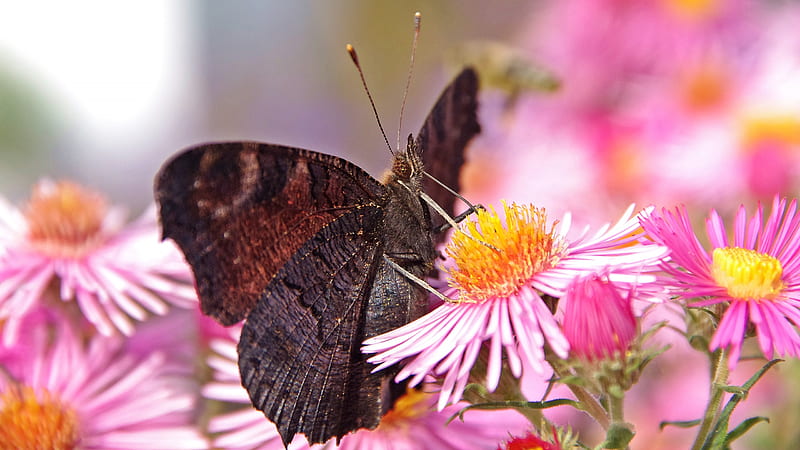 Animal, Butterfly, Flower, Insect, Macro, Wildlife, Wings, HD wallpaper