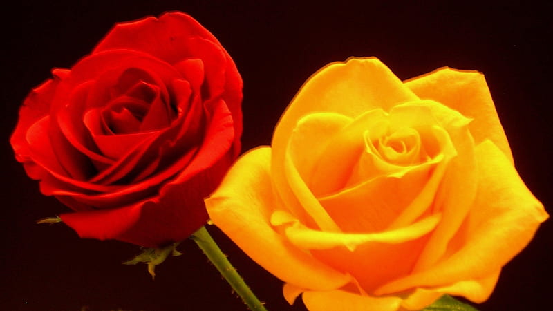 Rose's for Love and Friendship.., passion, warmth, i love you, gladness, HD wallpaper