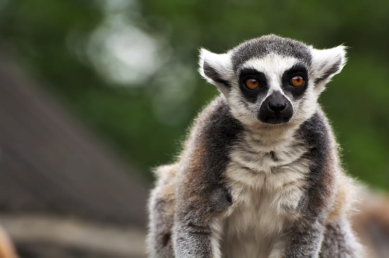 lemur, animal, glance, funny, focus, HD wallpaper