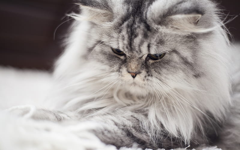 Persian Cat, close-up, gray cat, fluffy cat, cats, domestic cats, pets, Persian, HD wallpaper