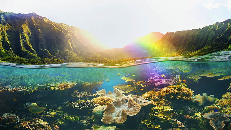 hawaii, underwater world, islands, coral reefs, fish, usa, HD wallpaper