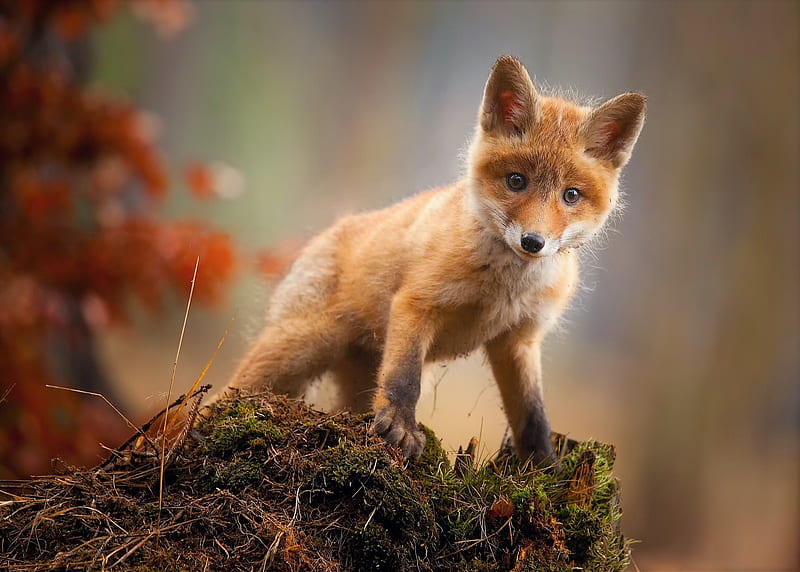 Fox Cub Baby Animal Cute , fox, animals, HD wallpaper