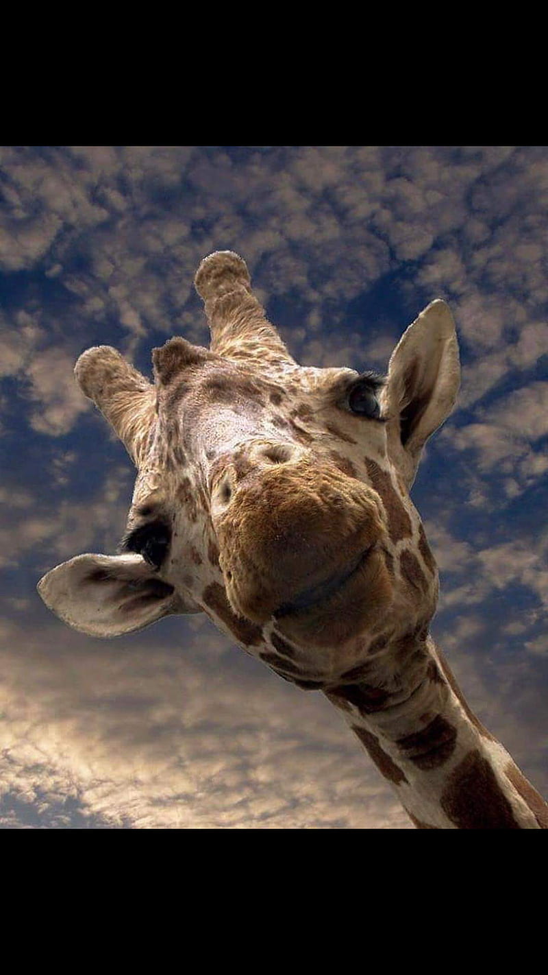 Girafa, romania, HD phone wallpaper